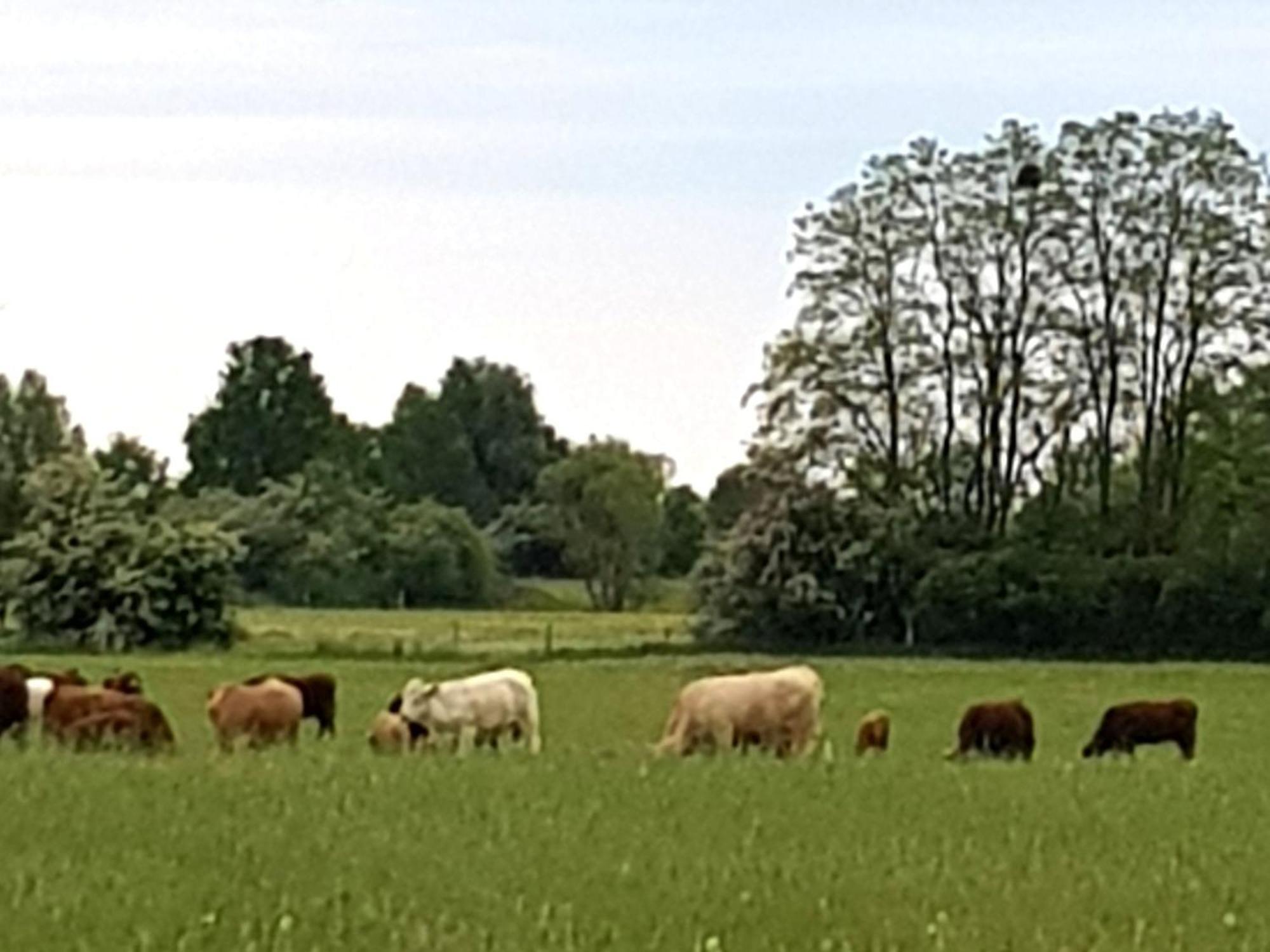 Ferienwohnung Wolf Nietwerder Bagian luar foto